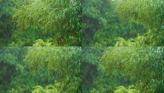 热带森林暴雨长镜头高清在线视频素材下载