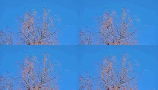 冬季晴天蓝天下的树枝随风摆动仰拍高清在线视频素材下载