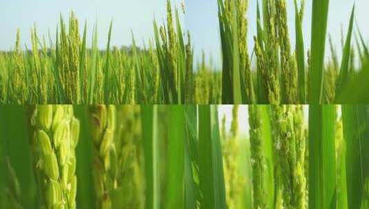 中国东北七八月份的水稻高清在线视频素材下载