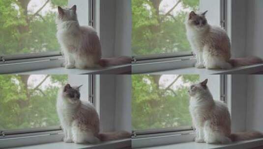 窗边的白猫高清在线视频素材下载