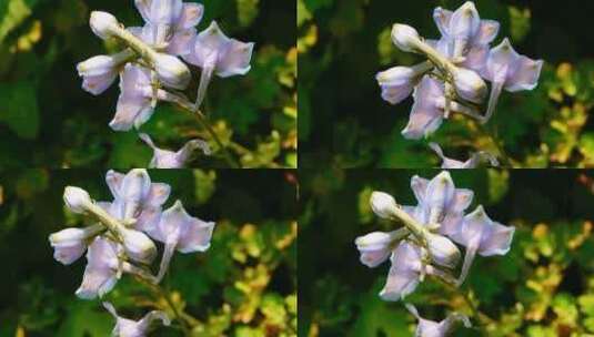 紫色花朵特写 高清在线视频素材下载