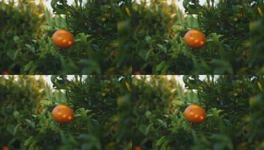 树叶间的一个橙子高清在线视频素材下载