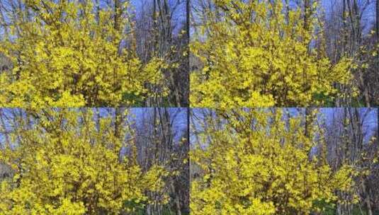 高清实拍黄叶树高清在线视频素材下载