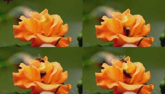 高清实拍蜜蜂授粉高清在线视频素材下载