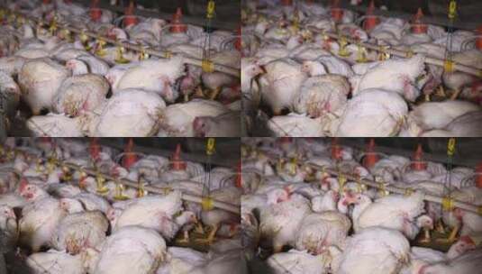 养鸡场饲养白羽鸡环境 (21)高清在线视频素材下载