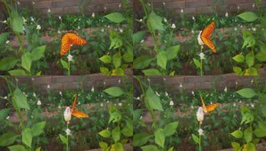 实拍春天鲜花植物蝴蝶高清在线视频素材下载