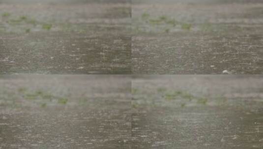 落在地上的雨滴高清在线视频素材下载