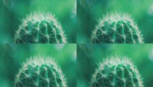 仙人掌植物高清在线视频素材下载