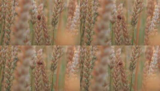 瓢虫在饱满的麦穗上爬行高清在线视频素材下载
