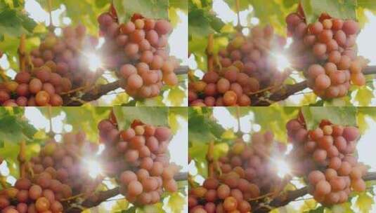 阳光透过多汁的成熟葡萄高清在线视频素材下载