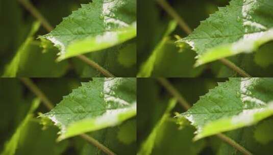 叶子表面的水滴高清在线视频素材下载