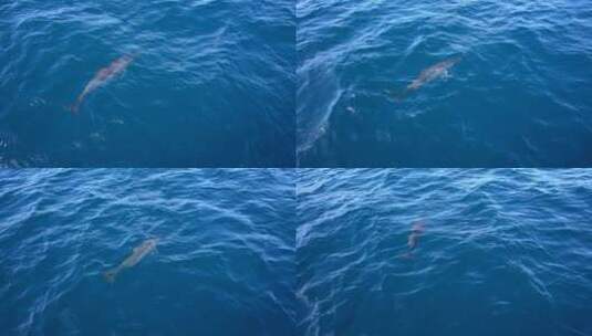 跟着船游泳的海豚高清在线视频素材下载
