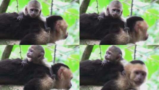 一只卷尾猴带着小猴四处张望高清在线视频素材下载
