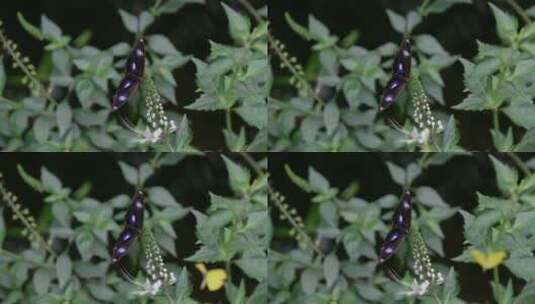 落在花上的蝴蝶高清在线视频素材下载