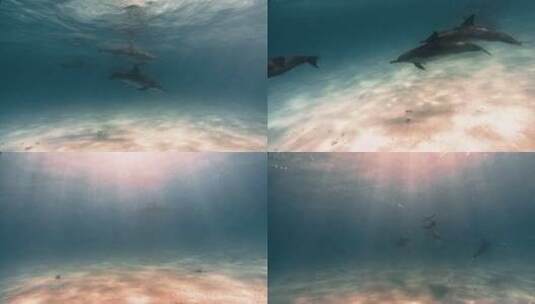 海豚在夏威夷海域游动高清在线视频素材下载