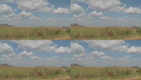 玉米生长在农田里的延时拍摄高清在线视频素材下载