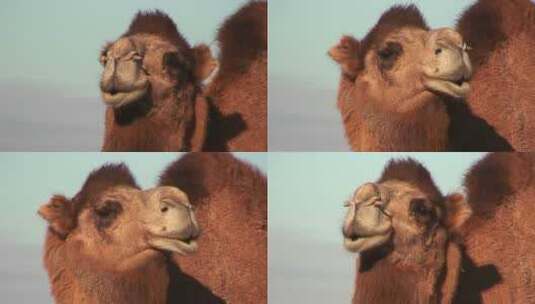 骆驼看着镜头高清在线视频素材下载