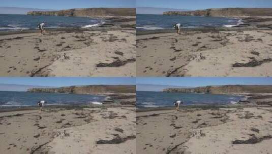 海滩上玩耍的游客和狗高清在线视频素材下载
