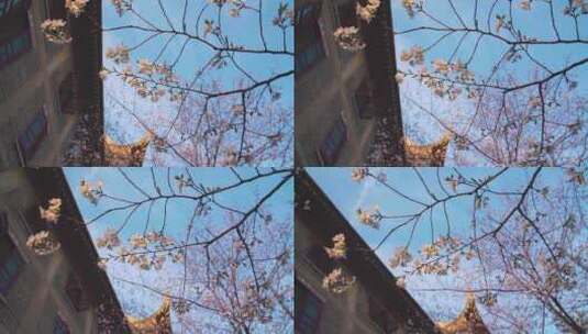 春天蓝天下绽放的樱花高清在线视频素材下载