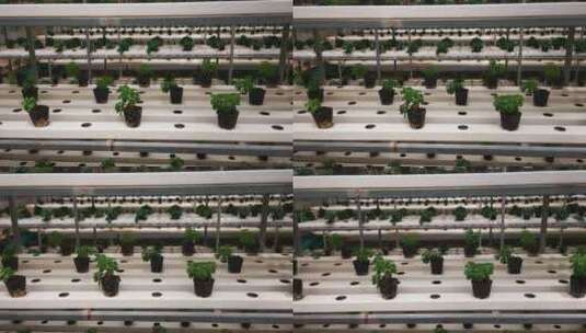 实拍大棚有机无土种植蔬菜幼苗高清在线视频素材下载