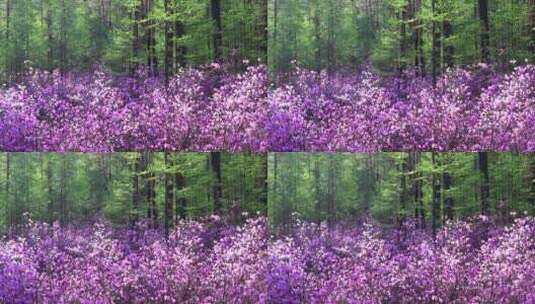 大兴安岭杜鹃花盛开的茂密树林高清在线视频素材下载