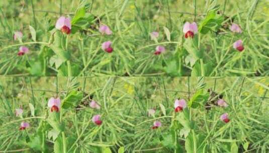 疫情城市农村街道菜园春天绿色植物高清在线视频素材下载