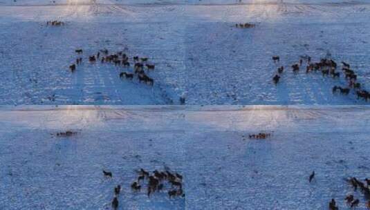 航拍内蒙雪野马群高清在线视频素材下载