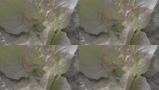 生菜温室生长LOG素材高清在线视频素材下载