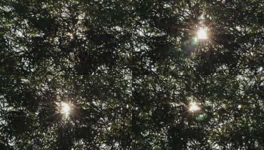 镜头在树丛中闪耀高清在线视频素材下载