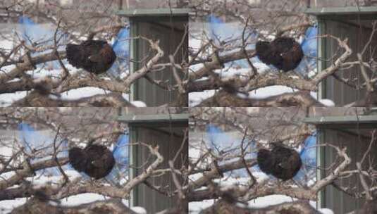 冬季飞在树枝上的黑鸡高清在线视频素材下载
