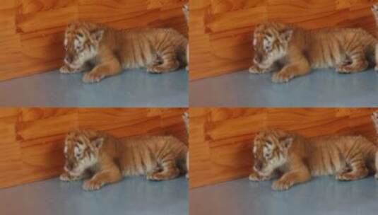 济南野生动物世界小老虎高清在线视频素材下载