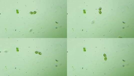 生物科普科研素材 分裂中的纤毛虫高清在线视频素材下载