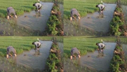 乡村水稻田种植插秧高清在线视频素材下载