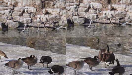 【镜头合集】水禽岛水禽湖喂鸭子大雁天鹅高清在线视频素材下载