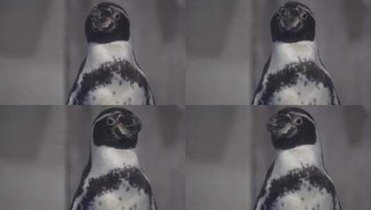 水族馆里的帝王企鹅南极高清在线视频素材下载