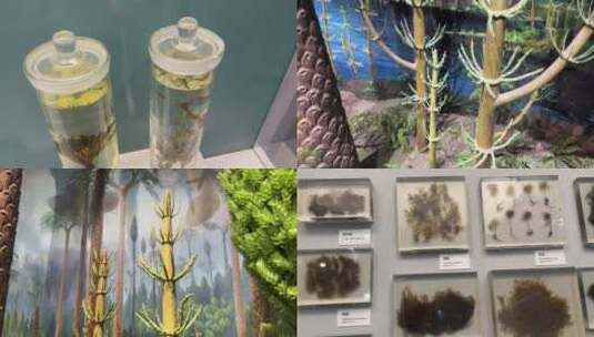 【镜头合集】古代植物远古植物标本还原高清在线视频素材下载