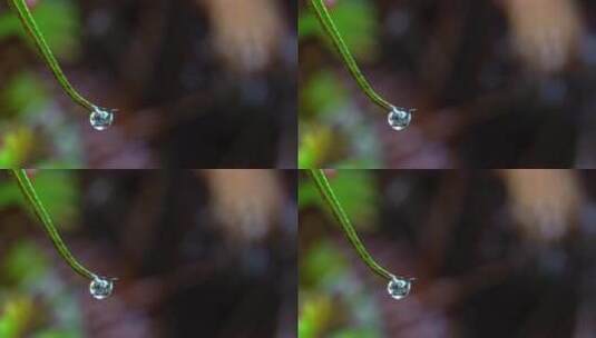 植物水滴雨滴高清在线视频素材下载