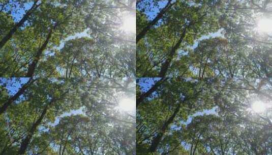 阳光森林4K实拍视频 (53)高清在线视频素材下载