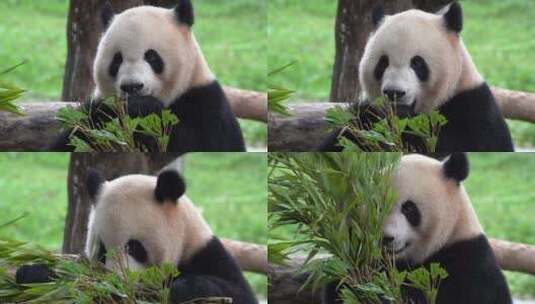 熊猫吃竹子半身高清在线视频素材下载