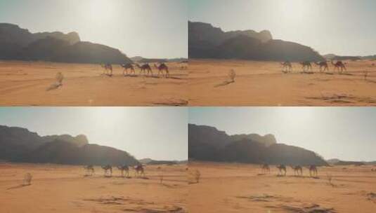 沙漠中行走的骆驼高清在线视频素材下载