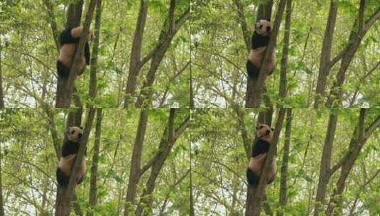 可爱大熊猫坐在树上高清在线视频素材下载