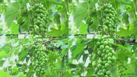 葡萄 瓜果葡萄 青葡萄 绿色葡萄 水果高清在线视频素材下载