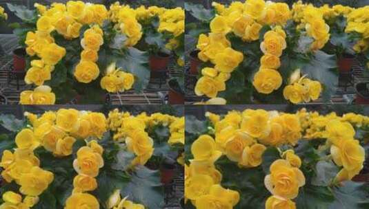 美丽花卉市场植物园高清在线视频素材下载