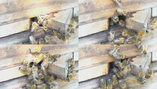 蜜蜂养蜂高清在线视频素材下载