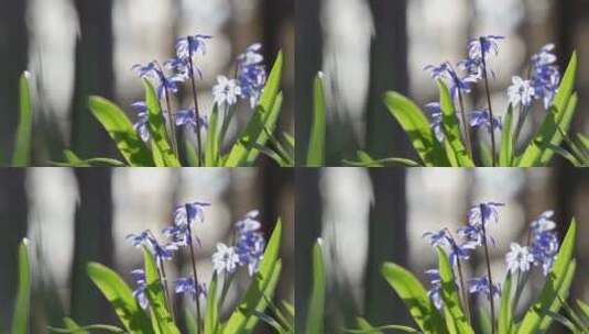 蓝色鳞片野生雪花绽放春天的花朵自然在森林高清在线视频素材下载