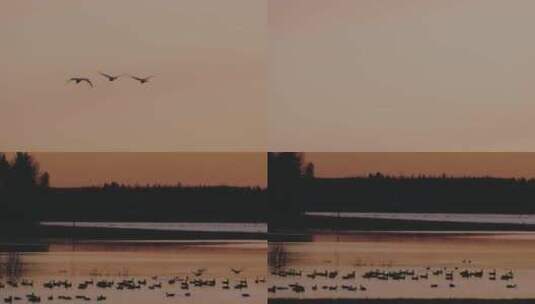 黄昏夕阳湖边余晖飞鸟合集高清在线视频素材下载