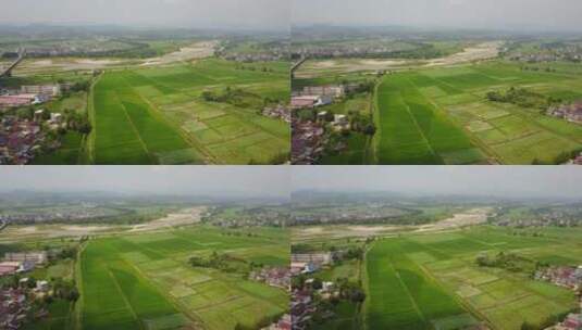 航拍农村水稻高清在线视频素材下载