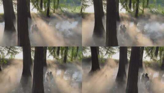 阳光穿透树林云雾缭绕环绕4k高清在线视频素材下载