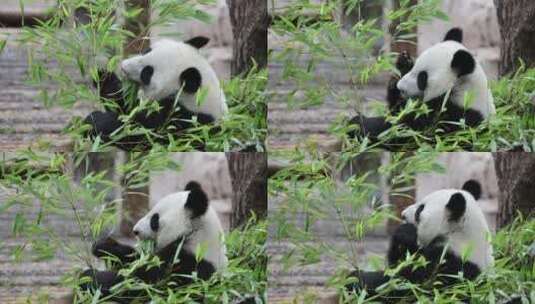 可爱的熊猫在吃竹茎高清在线视频素材下载