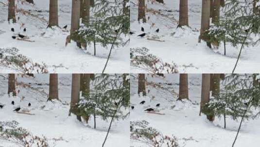 雪地里觅食的狼高清在线视频素材下载